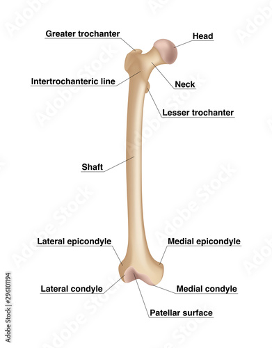 Femur. Realistic drawing showing thigh bone with inscriptions isolated on whie background.