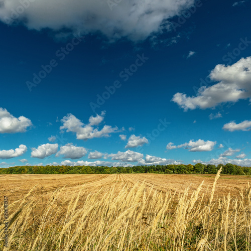  Autumn field with collected cereal harvest  forest on background and blue sky with clouds above.