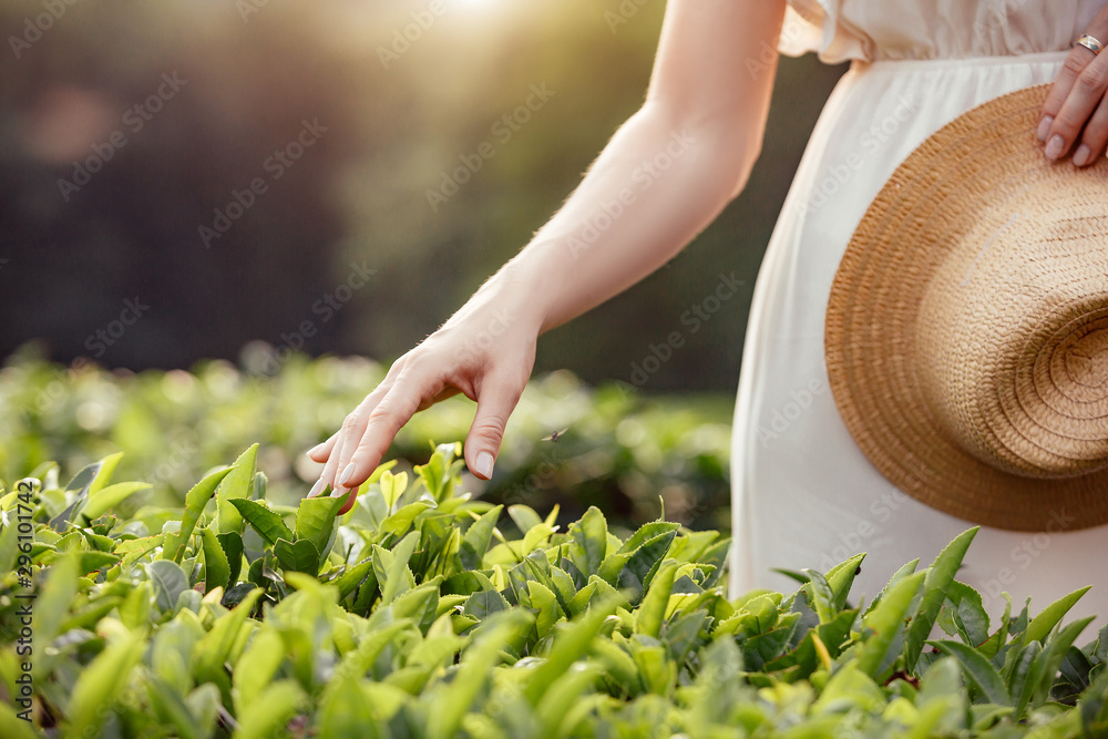 Hands of a young unidentified girl touching smooth green leaves of tea tree and hat costs while traveling on a tea plantation. Concept of eco-tourism and farming in rural areas