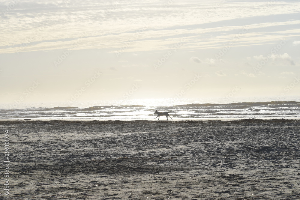 waves on beach. dog on the beach. sunrise. sunset. sun. water. sand. summer. fall beach. winter beach. 