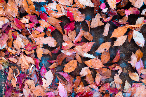 Tree leaves floating in the water with fall colors.