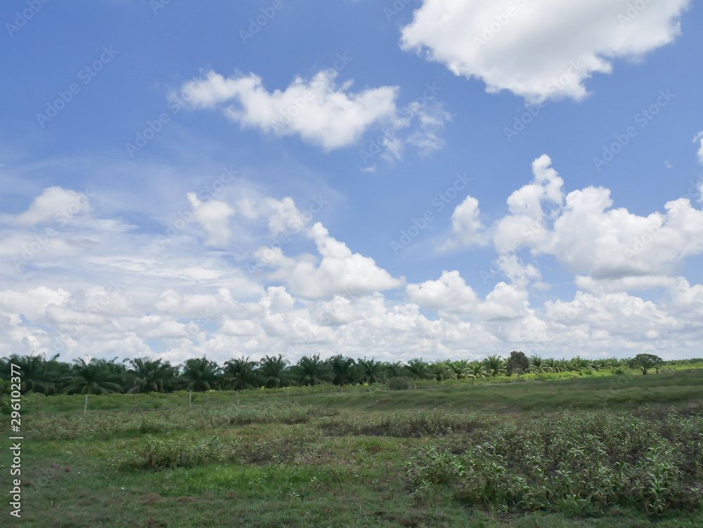 The sky and white clouds and grasslands The sky and white clouds and grasslands