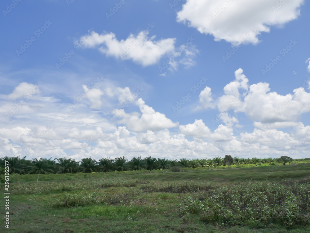 The sky and white clouds and grasslands