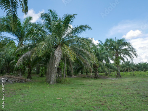 Oil palm oil, economic crops of farmers in southern Thailand.