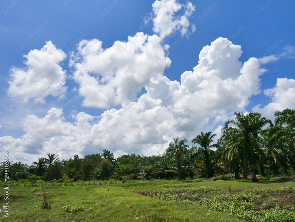 Oil palm oil, economic crops of farmers in southern Thailand.