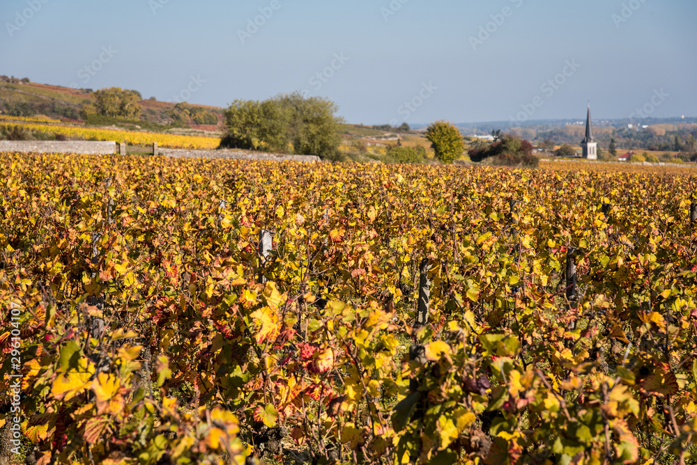 une vigne automnale. Une vigne en automne. Le vignoble automnal. Des vignes en automne