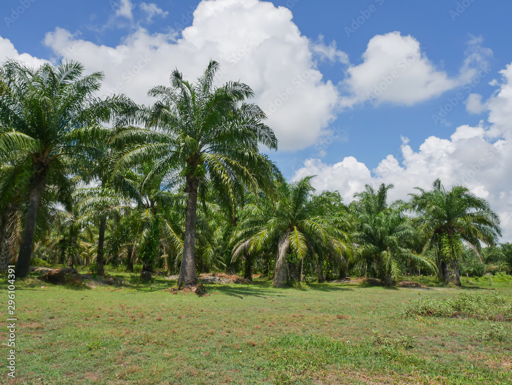 Oil palm oil, economic crops of farmers in southern Thailand. Oil palm oil, economic crops of farmers in southern Thailand.