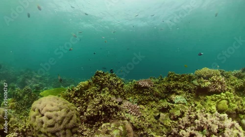 Wallpaper Mural tropical fish and coral reef underwater world diving and snorkeling on coral reef. Hard and soft corals underwater landscape Torontodigital.ca