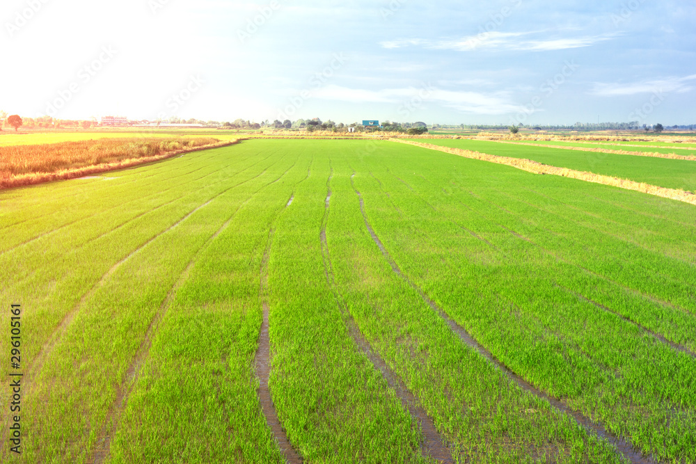 landscape of farm rice cornfield in Thailand landscape of farm rice cornfield in Thailand