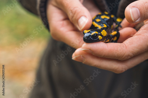Fire salamander lizard in female hands