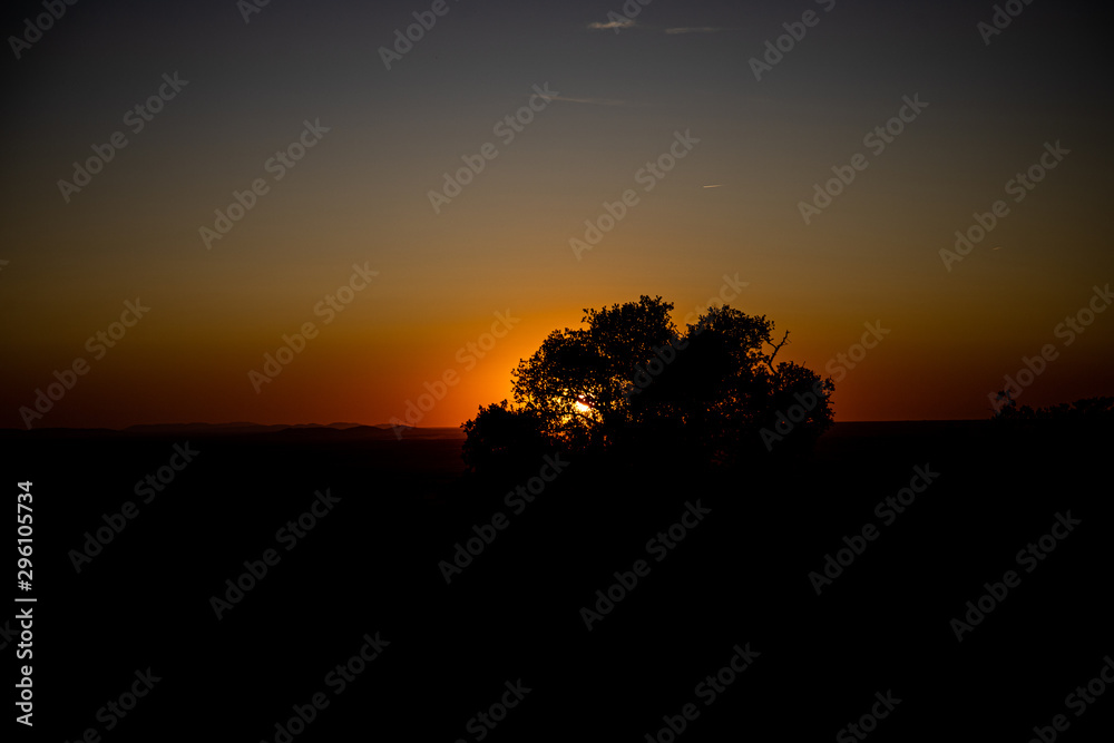 Landscape of a sunset in front of a tree in the province of Toledo, Spain