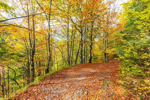 Walkway with colorful leaves in an autumn forest. Kvacianska Valley in Liptov region of Slovakia, Europe. photo