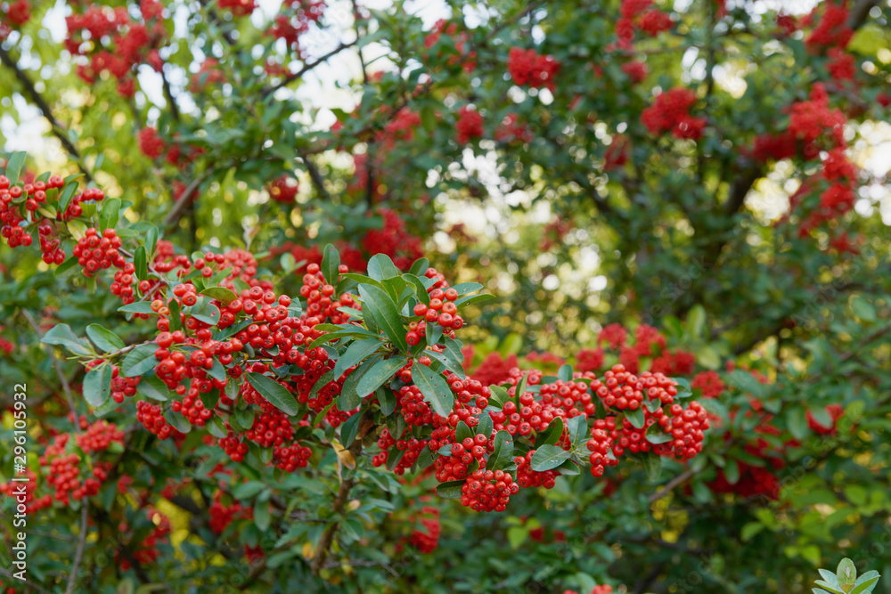A large bush of red mountain ash with many berries close-up. A tree with bright rowan berries. Green foliage of a tree with red berries.