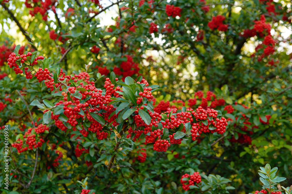 A large bush of red mountain ash with many berries close-up. A tree with bright rowan berries. Green foliage of a tree with red berries.