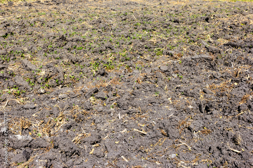 фотографія soil prepared for sowing.