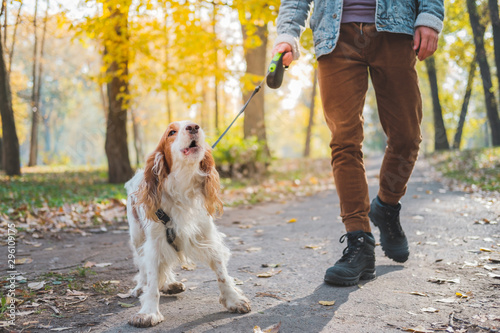 Barking dog on the leash outdoors. Russian spaniel at a walk misbehaving or being bad tempered