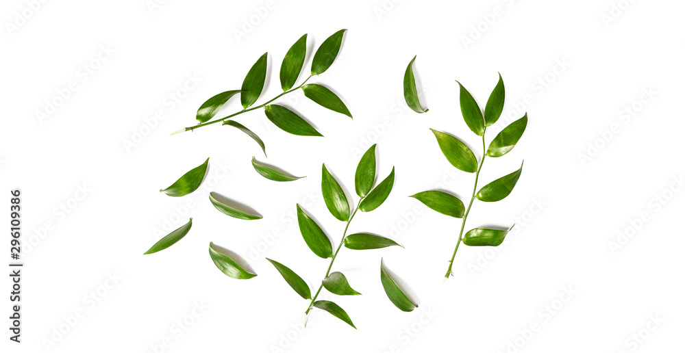 Green leaves isolated on a white background - obrazy, fototapety, plakaty 
