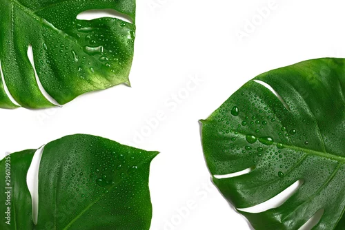 Fototapeta samoprzylepna trzy zielone liście z kropelkami wody na białym tle