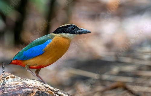 Blue-winged Pitta Standing on the branch