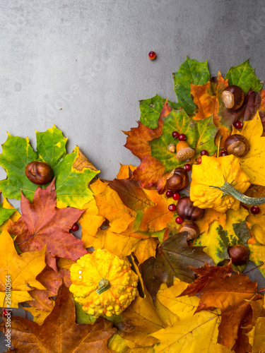 Thanksgiving background: Pumpkins, chestnuts, acorns fallen leaves on grey concrete background.