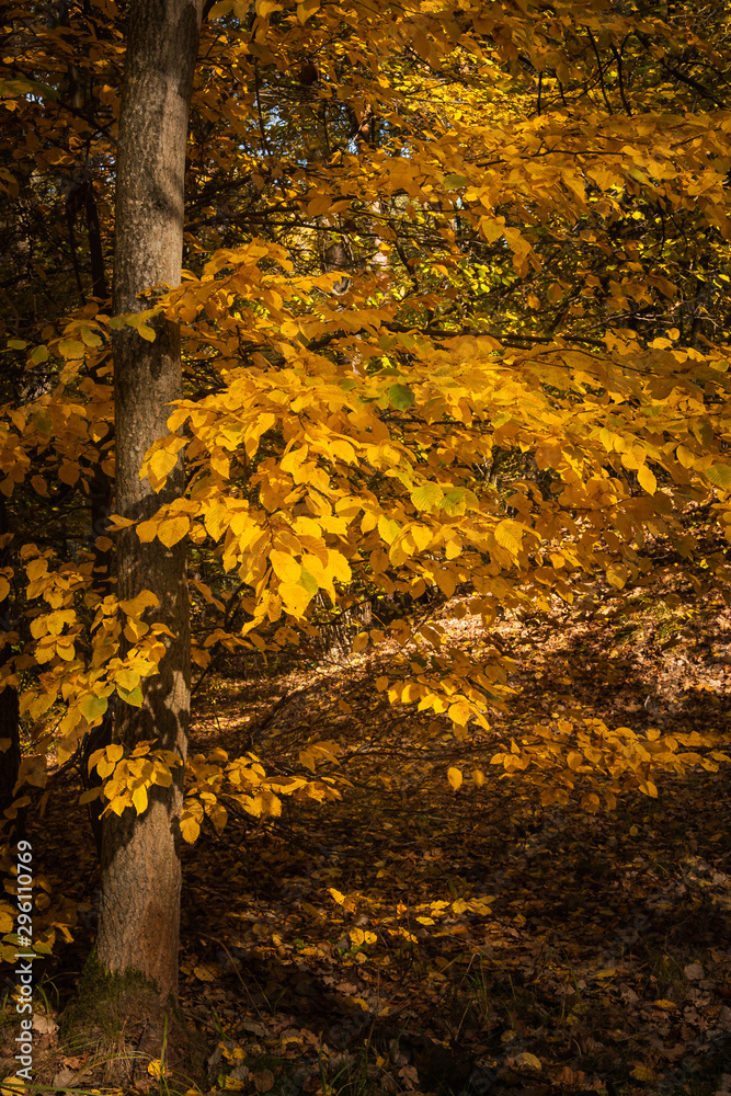 Jesień w lesie  - obrazy, fototapety, plakaty 