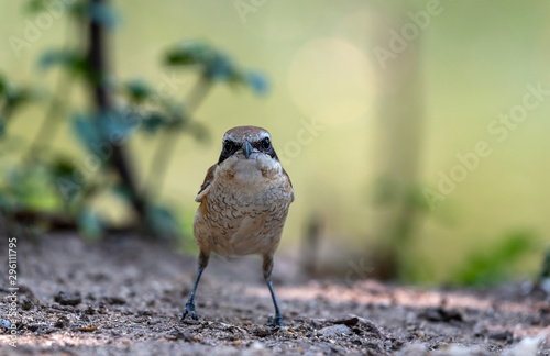 Brown shrike on the ground