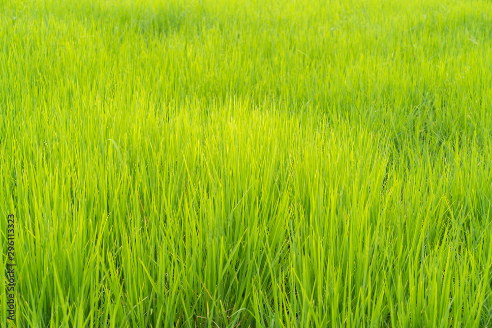 Green rice grass field background
