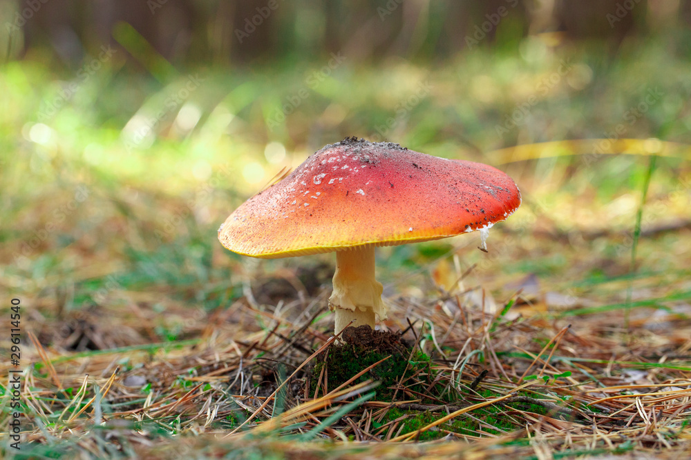 mushrooms in a pine forest mushrooms in a pine forest