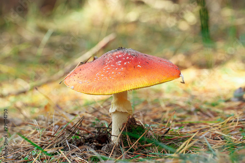 mushrooms in a pine forest