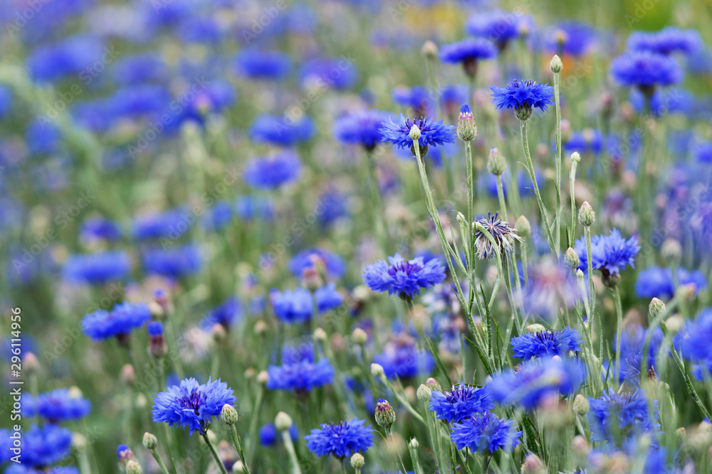 blaue Kornblume