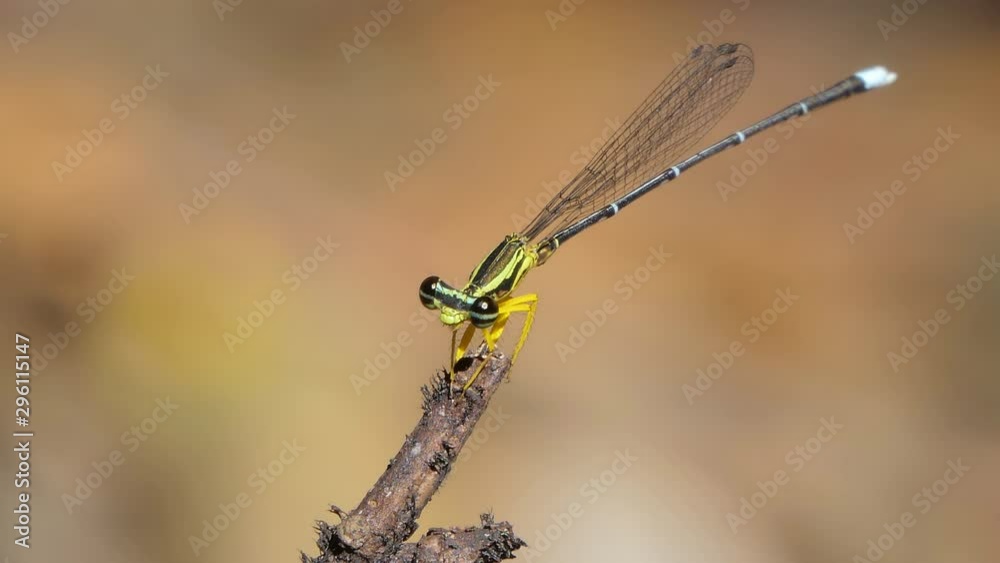 Dragonfly on branch in tropical rain forest.