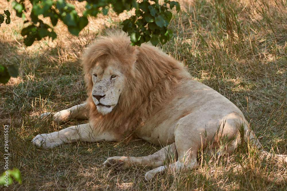 Big male lion lying on the grass. Lion resting in the shade. Scarred lion face. Wild animal in the nature habitat. Big male lion lying on the grass. Lion resting in the shade. Scarred lion face. Wild animal in the nature habitat.