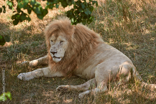 Big male lion lying on the grass. Lion resting in the shade. Scarred lion face. Wild animal in the nature habitat.