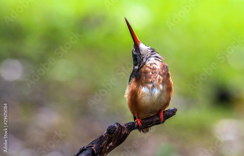common kingfisher Look at the sky on branch green background