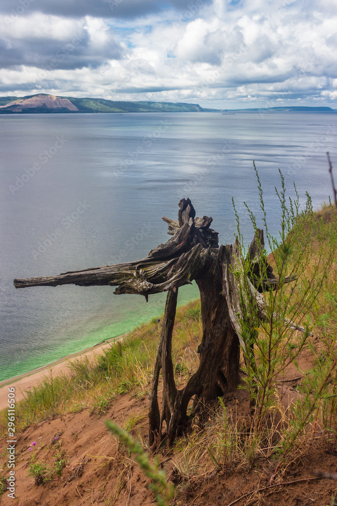 interesting tree roots on a cliff