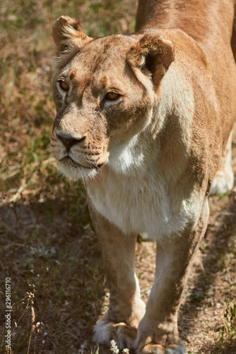 Portrait of adult lioness. Wild animal in the nature habitat.