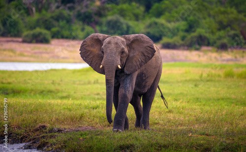 Elephant walks to the Chobe River in Chobe National Park, Botswana