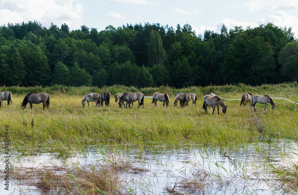 A herd of wild horses grazes in flood meadows by the river.