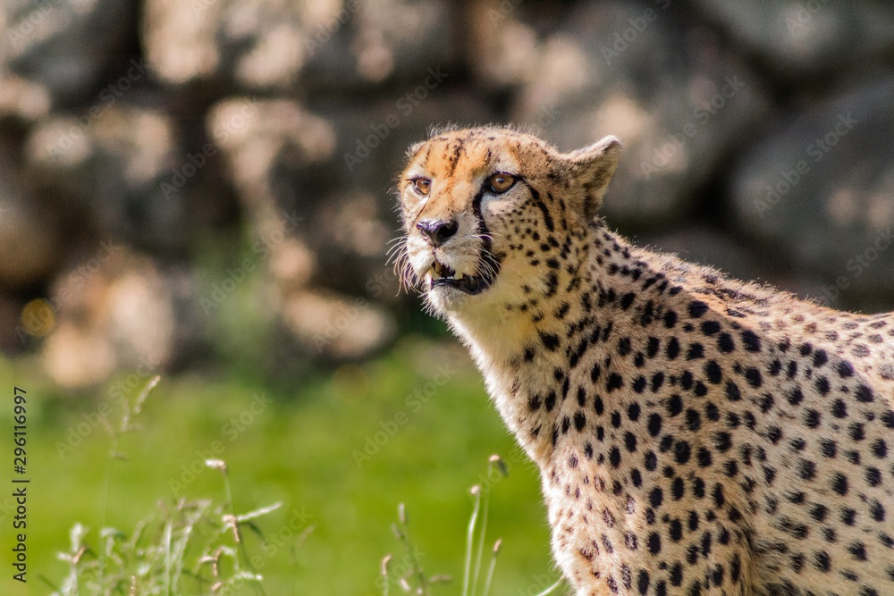 a cheetah walking through a green meadow a cheetah walking through a green meadow