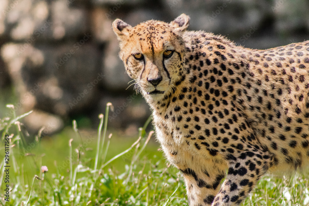 a cheetah walking through a green meadow