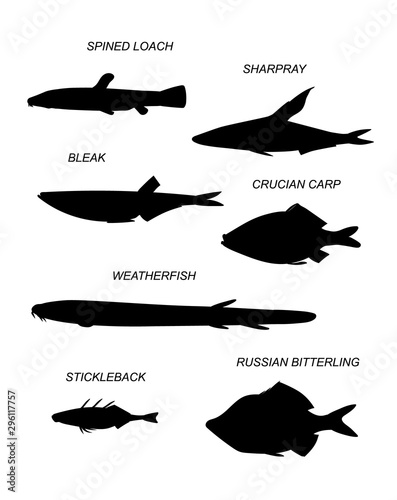 Freshwater fish. Vector drawing silhouettes set.