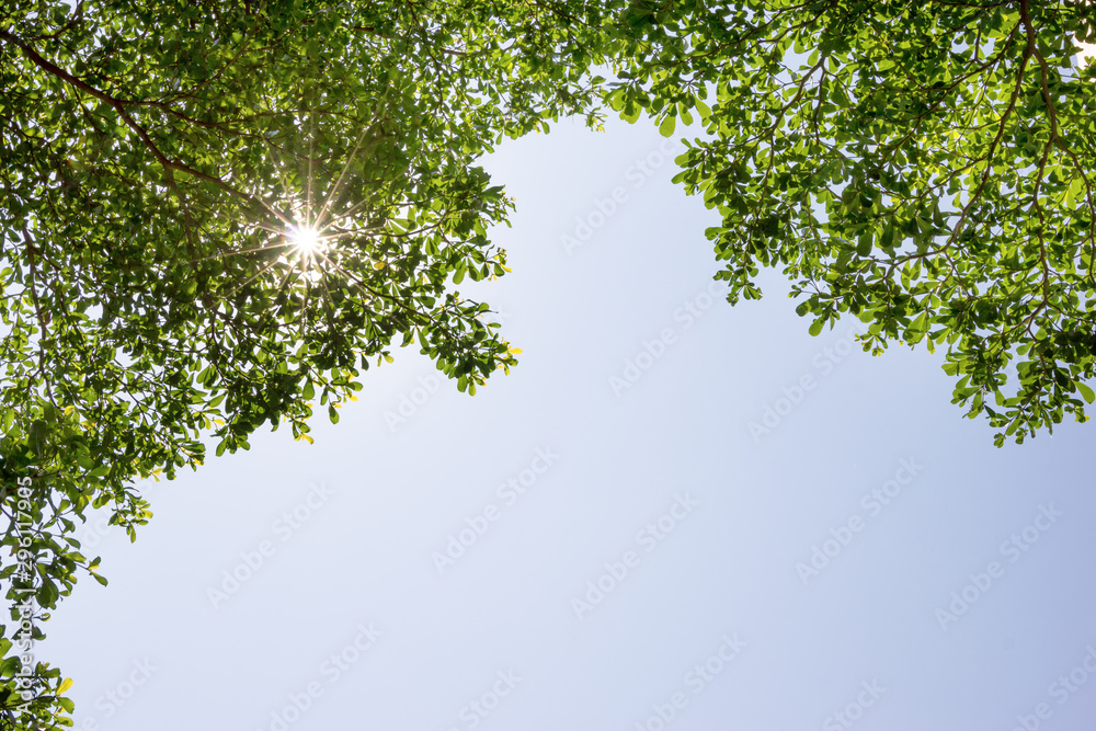 Fototapeta premium Tree branches nature with daytime sky