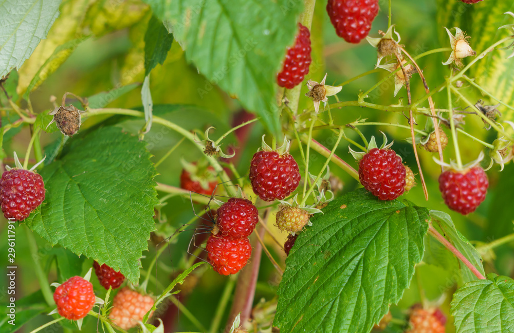 Red raspberries on the branches in the garden. Red raspberries on the branches in the garden.