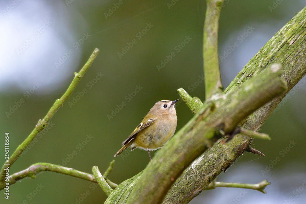 Fototapeta premium Wintergoldhähnchen (Regulus regulus)