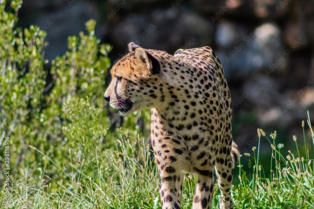 a cheetah walking through a green meadow a cheetah walking through a green meadow