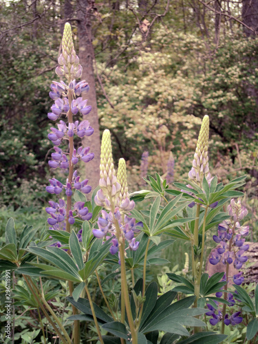 purple wildflowers