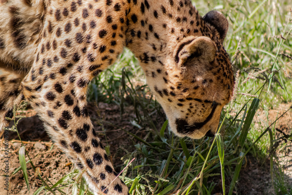 a cheetah walking through a green meadow a cheetah walking through a green meadow