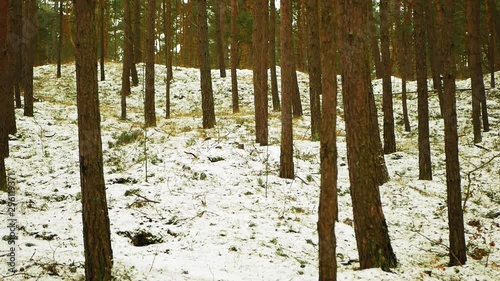 Footage of trees in the winter, snow laying on the ground. Pan shot. photo