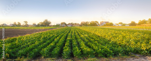 Celery plantations in the sunset light. Growing organic vegetables. Eco-friendly products. Agriculture and farming. Plantation cultivation. Selective focus