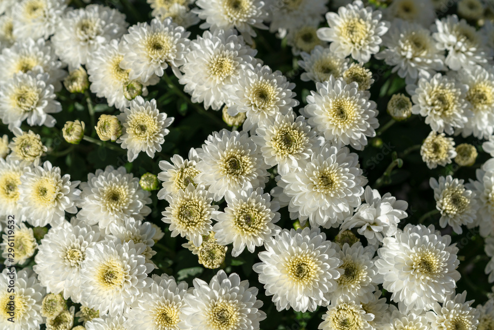 Beautiful chrysanthemum blooming in the garden Beautiful chrysanthemum blooming in the garden